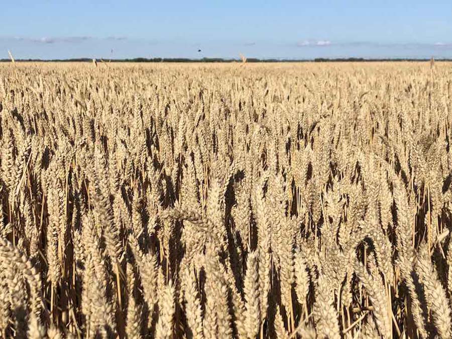Mature wheat crop