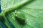 Pressure building to find new control strategies for aphids