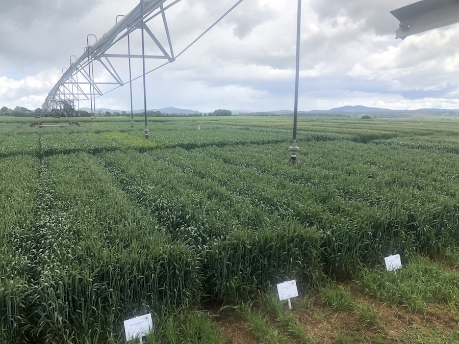 Irrigators over experimental trial plots