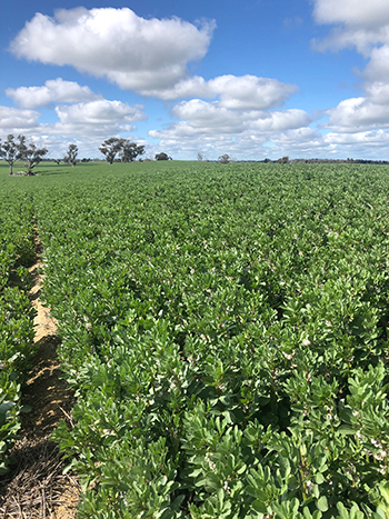 Faba beans growing on ameliorated non-wetting sands three years after the fire.