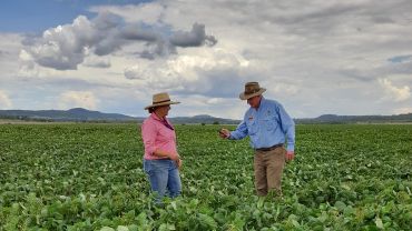 On-farm trials key to growing mungbean production