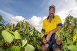 Opportunity knocks for mungbeans this season 