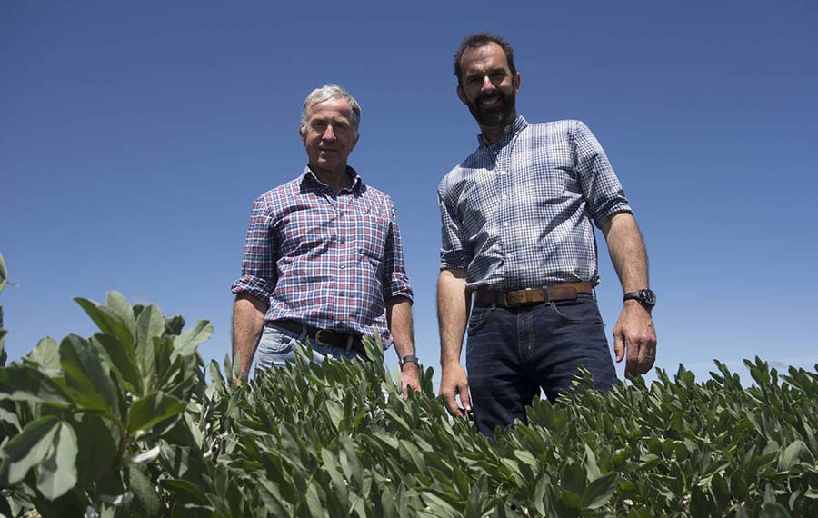 Faba bean breeders (left) Jeff Paull from the University of Adelaide and Rohan Kimber from the South Australian Research and Development Institute with a trial plot of the new PBA Amberley (PBR) faba bean variety at the field day. PHOTO Clarisa Collis 