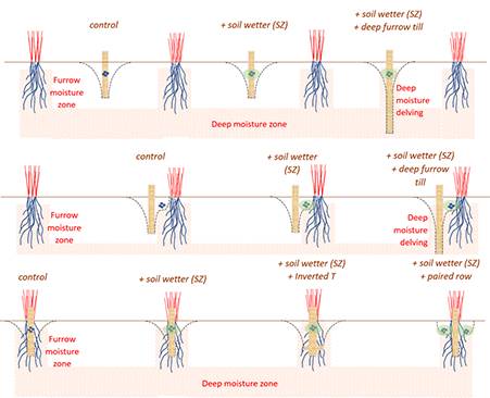 Figure 1: Visual representation of seeder-based strategies for non-wetting sands evaluated various project trials. The schematic highlights the previous year's crop (red/blue plant); the seeding tyne (brown) and placement of seeds and wetting agents; the zone of furrow and deep moisture (red hash). Top panel: inter-row sowing; centre panel: edge-row sowing; Bottom panel: on-row sowing. b