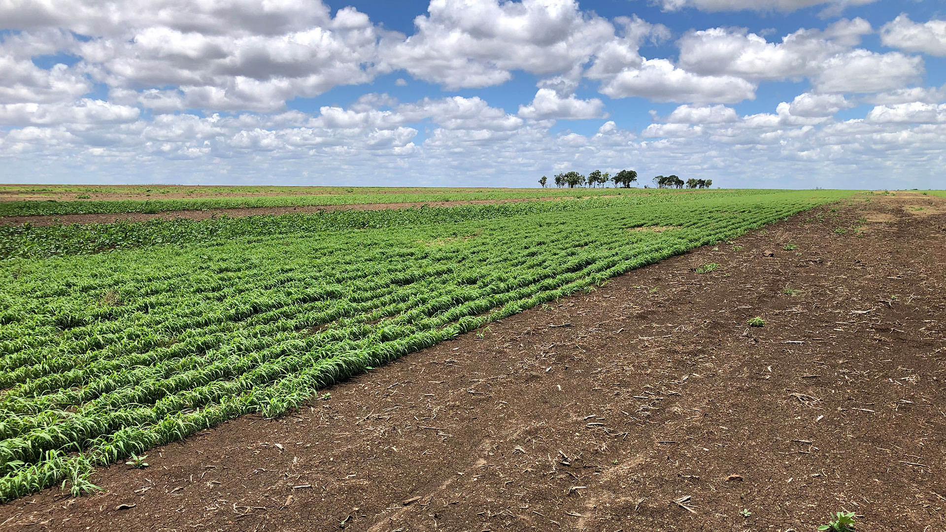 Trials test ground cover strategies in Central Queensland | Groundcover