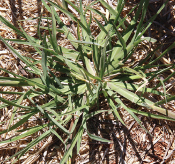 youth feathertop Rhodes grass