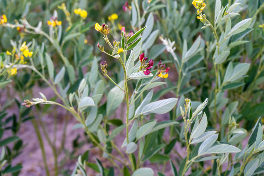 A close-up photo of the top of a flowering pigeon pea plant, with yellow and magenta flowers.