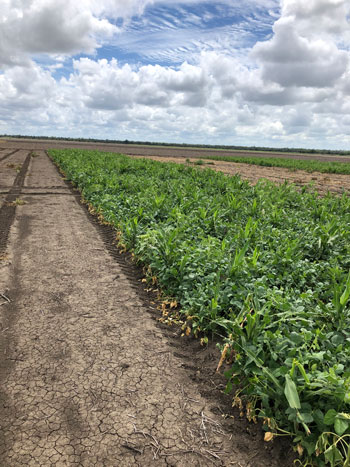 A photo of a strip of trial crop in a paddock. 