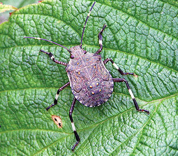 Photo of an older stink bug on a green leaf.