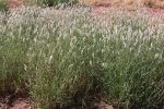 Feathertop Rhodes grass marches south