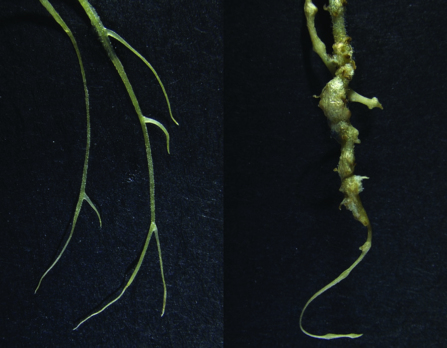 A healthy root, left, and a root infected with nematodes, right. PHOTO Ulrike Mathesius