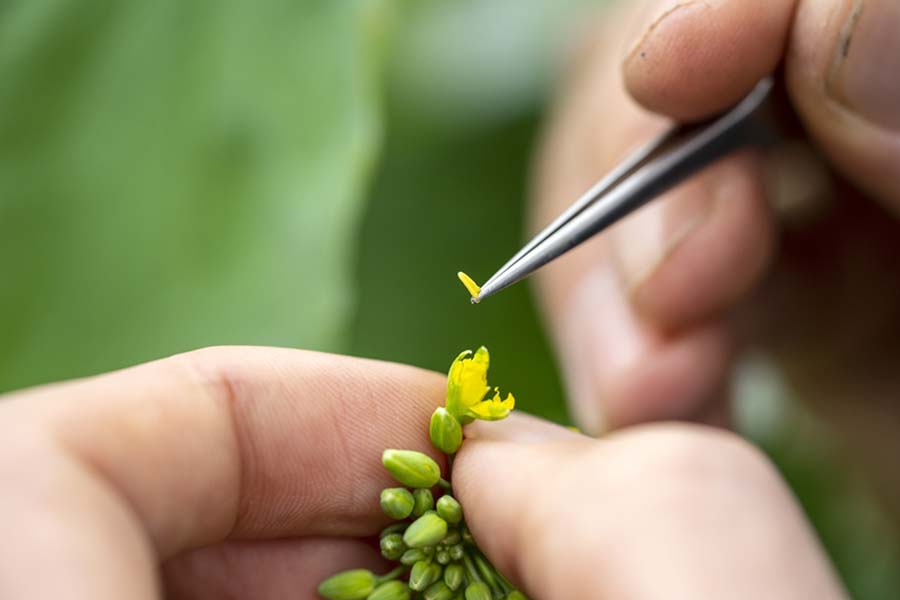 checking virus in canola