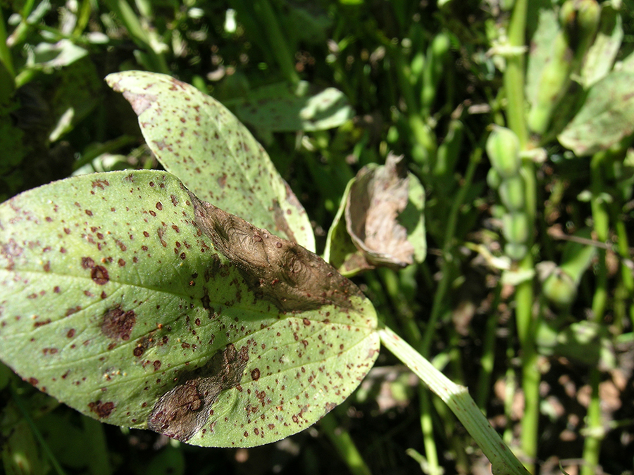 Photo of a green leaf showing chocolate spot lesions on faba bean