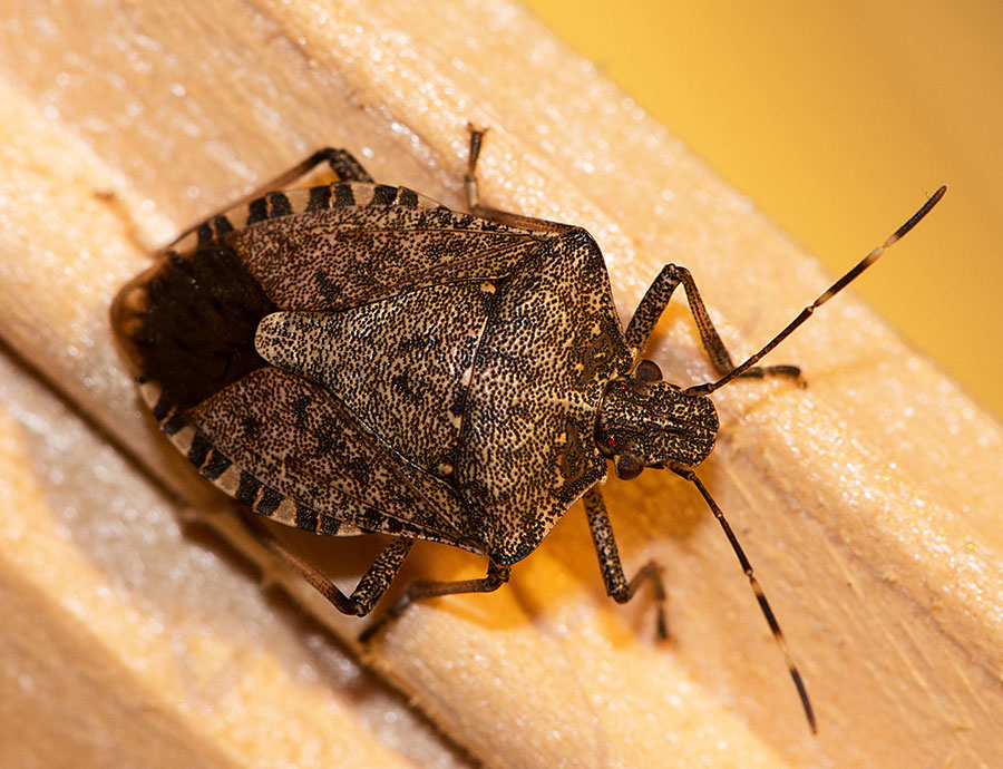 A stink bug