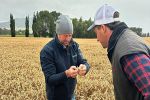 Chasing the secrets to Kiwis’ high grain yields 