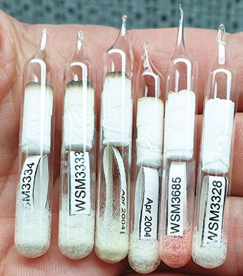 Six ampoules with labels and samples on a hand