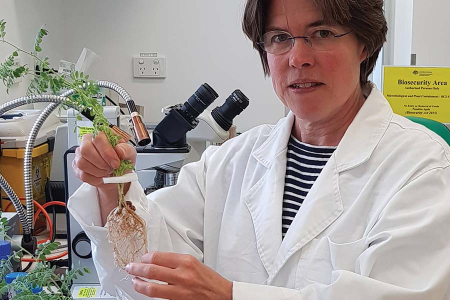 Australian National University Professor of Plant Science, Ulrike Mathesius, is researching flavonoids and their role in protecting chickpea roots against pathogen attack. PHOTO Nicole Dron