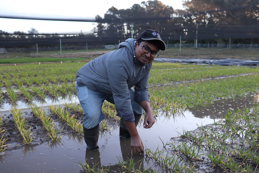 Researcher in waterlogging trials