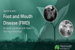 PHA releases FMD quick guide for mixed producers 
