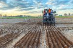 100-day wheat to beat the heat