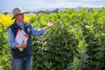 Study measures faba bean link to system profitability