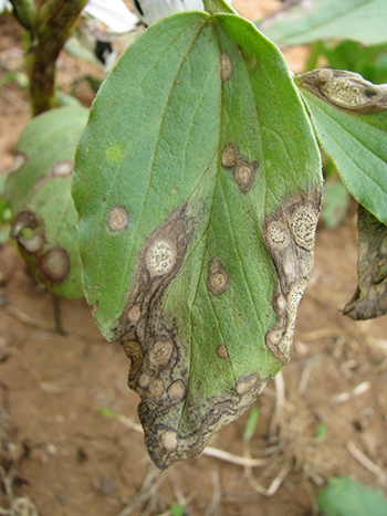 A green faba bean leaf with ascochyta blight lesions