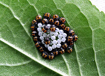 Stink bug eggs on a leaf