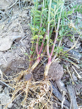 Chickpea plant and roots lying on soil