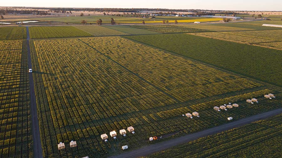 Aerial image of heat genomics trial with in-field heat chamber treatments in progress at Narrabri. PHOTO Kieran Shephard