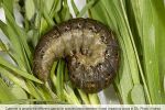 Help at hand for growers in the south to identify and manage crop pests this season