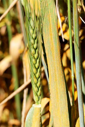 stripe rust on wheat