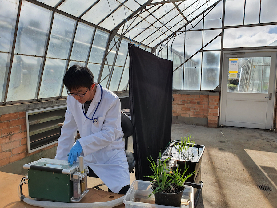 Researcher in greenhouse trials