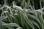Develop a personalised frost plan at workshops
