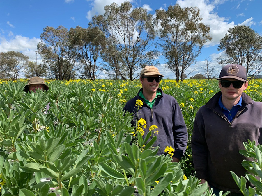 Keith, Gregory and Andrew Lord in a companion crop of faba beans and canola near Junee, NSW.