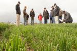 Tasmanian grain growers to help shape research investment 
