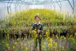 Canola heat tolerance genetics discovered