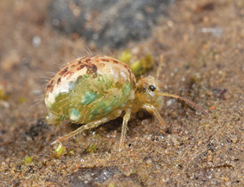 Lucerne flea on the soil surface.