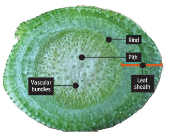 Cross-section of a sorghum stem