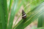 Multidisciplinary team tackles lime-loving snails