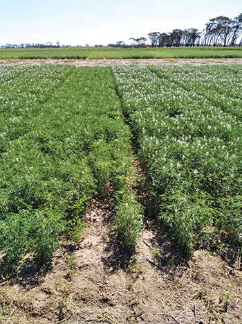 Paddock of chickpea plants