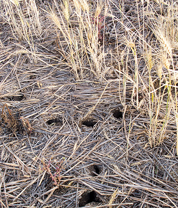 Holes in the ground amid crops