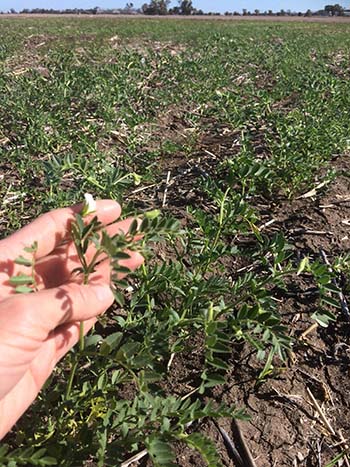 Early flower on a chickpea plant containing heat tolerance genes. PHOTO Angela Pattison