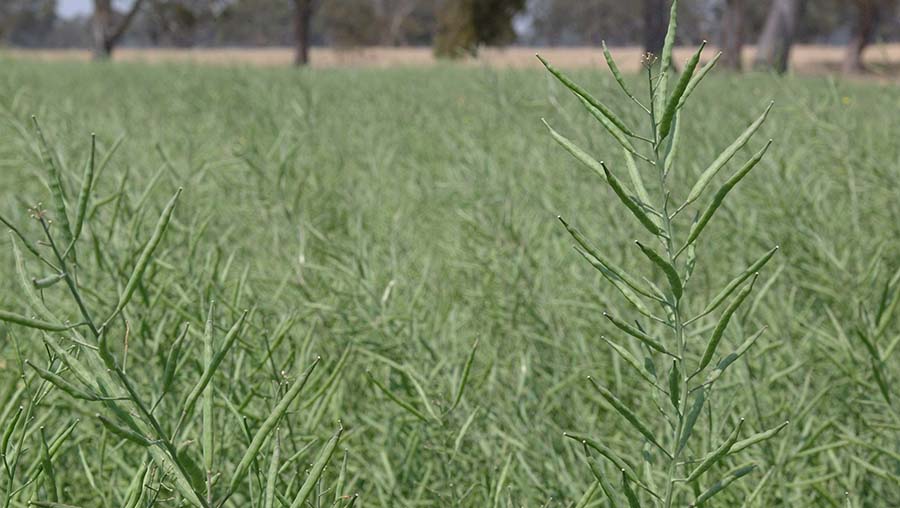 A crop of genetically modified canola. Grain growers in South Australia have once again been denied access to GM crops by the state's Parliament. PHOTO GRDC