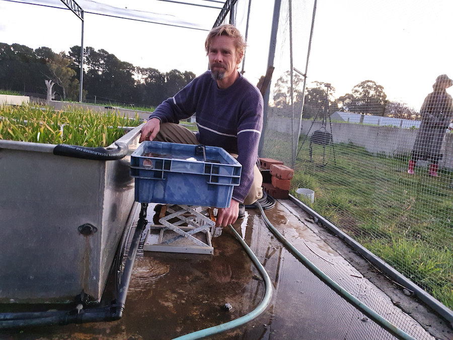 Researcher adjusts the water supply in waterlogging trials.