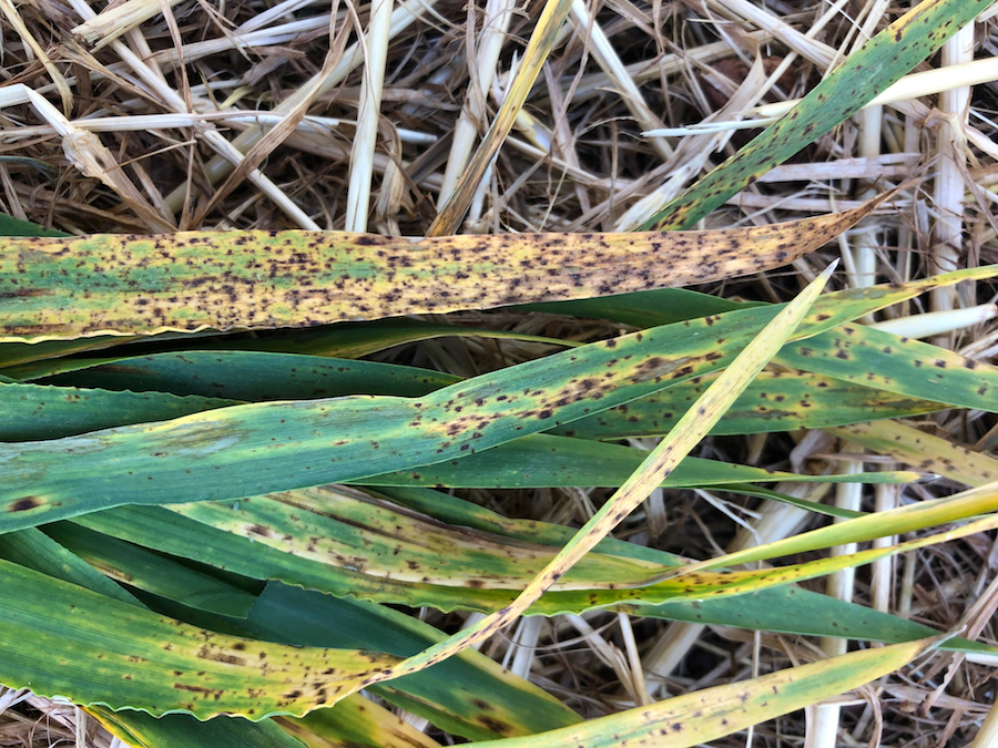 Ramularia leaf spot disease on barley leaves.