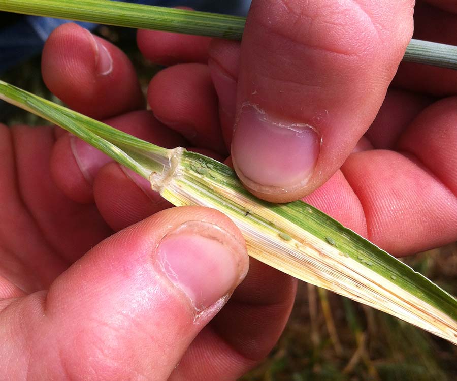 Australian scientists have developed a new tool to reduce the guesswork by grain growers in assessing the need to take action against Russian wheat aphid to prevent yield and financial loss. 