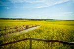 Do canola fungicide applications always pay?