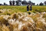Barley management to close yield gaps