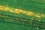 What do you need to know about barley stripe rust?