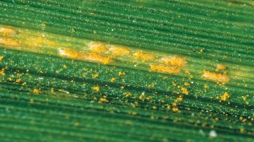 What do you need to know about barley stripe rust?